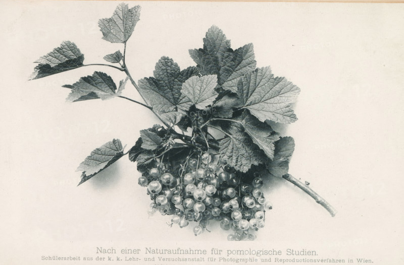 Bunch of red berries, page, photomechanical print, inscription: 'Nach einer Naturaufnahme für pmologische Studien', photographer: KK Lehr- und Versuchsanstalt für Photographie, cliché maker: Johannes Beyer, c. 1886 - in or before 1891, paper, collotype, photoprint, height 100 mm x width 170 mm, Print on fourth unnumbered page after page 627., plants (in general), A sprig with textured lobed leaves and a cluster of small round berries hangs diagonally against a plain light background, the leaves showing visible veins and serrated edges and the berries appearing translucent and glossy, attached to thin stems connected to a thicker woody branch.