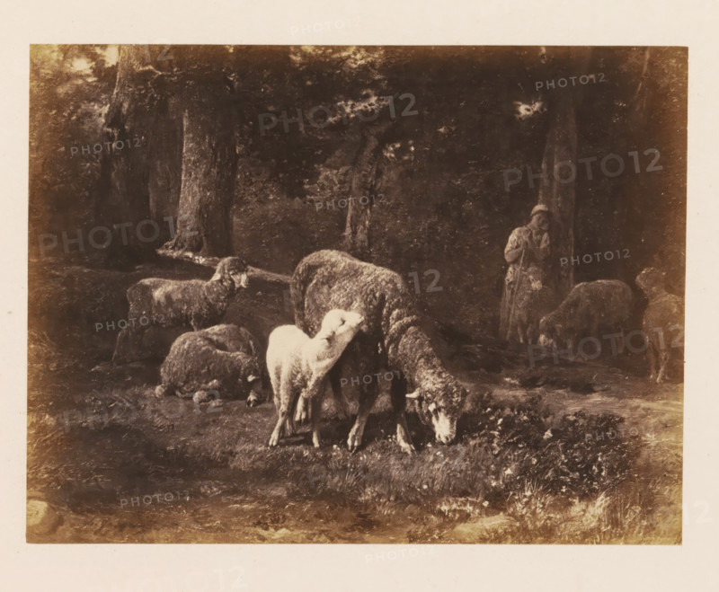 Photo reproduction of Moutons dans le bois by Ch. Jacques, photograph, reproduction, page, after painting by Charles Jacques, c. 1858 - c. 1863, photographer, paper, albumen print, albumendruk, height 114 mm x width 151 mm, picture, painting, trees, sheep, A sepia-toned scene of a wooded clearing with several sheep grazing in the foreground, one lighter-colored sheep standing more prominently, others clustered and lowering their heads to the ground, rough tree trunks and dense foliage forming a dark background, and a figure wearing a long coat and hat standing near a tree at the right edge of the clearing.
