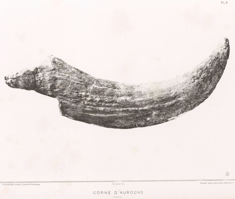 Aurochs horn, CORNE D'AUROCHS 1, 2 nature, page, photomechanical print, monogram: 'AB', number: 'Pl. 8', inscription: 'Ville de Paris Ateliers photo & litho photo E. Lacan, dir. Procédé spécial photo-litho A. Bilordeaux', France, cliché maker: Ville de Paris, Paris, printer (person): Ville de Paris, publisher: Imprimerie Impériale, supervision: Ernest Lacan, c. 1860 - in or before 1869, Ville de Paris, Imprimerie Impériale, Ernest Lacan, photographer, publisher, supervision, paper, photolithography, height 206 mm x width 189 mm, For location of print in book: see number under 'Inscriptions, Brands'., animals (skeleton of an animal), palaeontology, A large curved object with a rough, textured surface stretches horizontally across a mostly blank pale background, showing variations in shading from dark to light and a granular, weathered appearance along its length.
