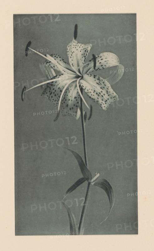 Japanese lily, page, photomechanical print, photographer: Kazumasa Ogawa, c. 1890 - in or before 1895, paper, collotype, photoprint, height 230 mm x width 129 mm, flowers: lily, A tall, single-stemmed flower with a large, open bloom at the top occupies the center of the image, its petals curved and spotted and several long stamens extending outward ending in darker tips; the stem bears long, narrow leaves that curve and twist, and the background is a uniform, muted tone framed by a lighter border.