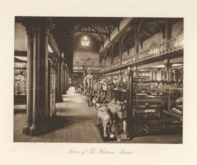 Room with skeletons and stuffed animals in the Hunterian Museum, Interior of The Hunterian Museum, page, photomechanical print, inscription: 'No.32', cliché maker: T. & R. Annan & Sons, Glasgow, c. 1886 - in or before 1891, photographer, paper, photoaquatint, height 144 mm x width 194 mm, Print on thirtieth unnumbered page after page xxxiii., permanent exhibition, museum, animals (skeleton of an animal), A wide interior view of a long gallery lined with tall columns and a wooden floor, showing rows of mounted animal displays and skeletons on raised platforms along a central aisle, with a balcony running along the right side supported by decorative arches and columns, a high vaulted ceiling with exposed beams, a large round window at the far end, glass display cases and cabinets along the right and left walls, and various taxidermy animals positioned facing forward in the foreground.