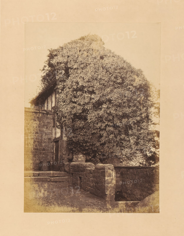 View of the Ivy Tower at Leeds Castle, photograph, page, inscription: 'No.8.', photographer: John Cruttenden, Leeds Castle, c. 1864 - in or before 1869, Leeds, paper, albumen print, height 201 mm x width 145 mm, castle, A sepia-toned photograph showing a stone building partially covered by dense foliage, with a large tree or climbing plant obscuring much of the upper and right side of the structure; a narrow doorway set into the stone wall is visible beneath the vegetation, with worn stone steps leading down to a cobbled or packed-earth ground; a low stone wall with rounded coping runs along the right side of the steps and continues into the foreground, and a wicker basket or similar object sits near the base of the wall beside the doorway; the image is framed by a lighter border.