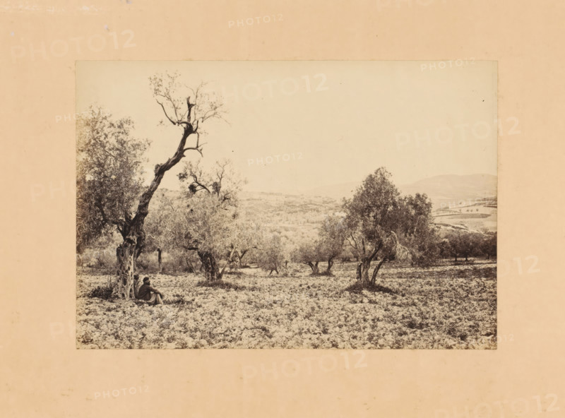 View of Samaria or Sebastia, photograph, page, annotation: 'Sebaste', photographer: Francis Frith, Samaria, photographer: Frank Mason Good, c. 1870 - in or before 1875, paper, albumen print, height 104 mm x width 156 mm, desert - KK - ideal landscapes (landscape (in the non-temperate zone) with figures, staffage), A sepia-toned landscape photograph mounted on a pale background showing a field with scattered gnarled trees and scrubby ground cover, a tall twisted tree trunk leaning left with sparse branches near the top, clusters of leafy trees farther back, and a person sitting on the ground at the base of the leaning tree facing away from the camera; rolling hills are visible in the distant background under a pale sky.