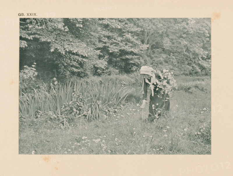 Woman picking flowers in a meadow, page, photomechanical print, inscription: 'Summer landscape by Graystone Bird', inscription: 'GB. XXIX.', photographer: Graystone Bird, cliché maker: anonymous, c. 1900 - in or before 1905, paper, autotypie, height 100 mm x width 140 mm, picking flowers, A faded photograph shows a grassy meadow with scattered small flowers and taller clumps of leafy plants, bordered by dense trees and shrubs in the background; a person stands near the plants, seen from behind and wearing a head covering and layered clothing while holding a large bouquet of flowers that partly obscures their body.