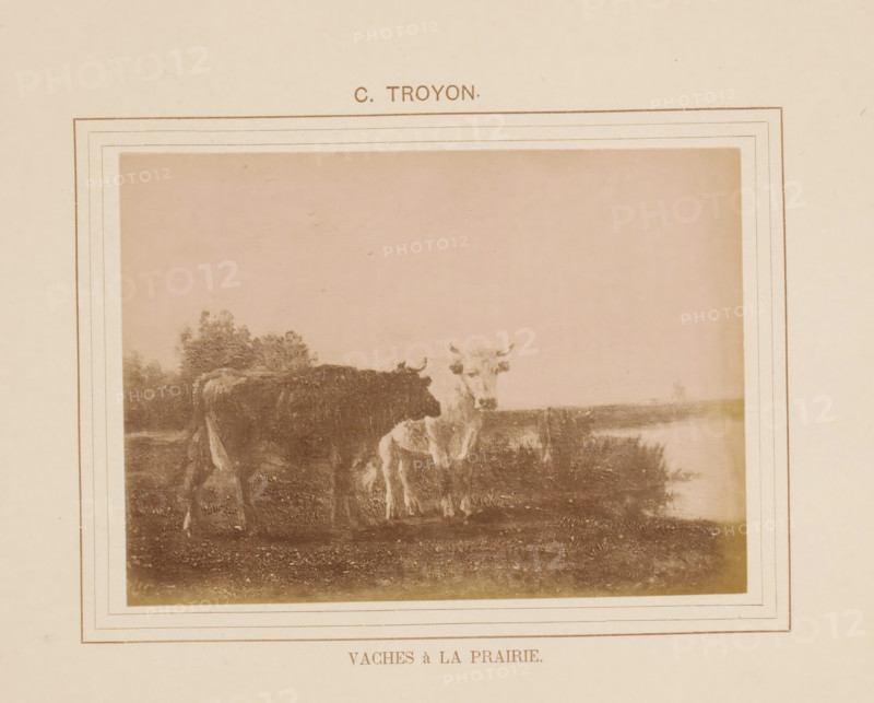 Vaches à la prairie, Photo reproduction of Vaches à la prairie by Constant Troyon, photograph, reproduction, page, inscription: 'C. Troyon', after painting by Constant Troyon, c. 1878 - in or before 1883, photographer, paper, albumen print, albumendruk, height 97 mm x width 139 mm, cow, painting, drawing and the graphic arts, A sepia-toned framed photograph of a pastoral scene showing two cows standing on grassy ground near a body of water, with one cow darker and the other lighter in color, trees or shrubs in the background, a wide blank sky above, and decorative double-line borders around the image on an off-white mount.