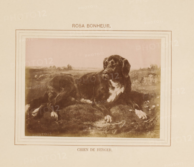 Photo reproduction of Chien de Berger by Rosa Bonheur, Chien de Berger, photograph, reproduction, page, inscription: 'Rosa Bonheur', after painting by Rosa Bonheur, c. 1878 - in or before 1883, photographer, paper, albumen print, albumendruk, height 97 mm x width 133 mm, dog, painting, drawing and the graphic arts, A sepia-toned framed image centered on a cream background showing a reclining dog with dark fur and lighter patches on its chest and paws, set against a faint landscape with distant shapes and low vegetation, surrounded by a decorative rectangular border with inner lines.