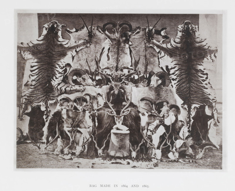 Bag made in 1864 and 1865, page, photomechanical print, c. 1865 - in or before 1876, paper, collotype, photoprint, height 140 mm x width 182 mm, Image opposite title page., hunting trophies, game, hunted animals, A monochrome photograph showing an arrangement of animal skins, skulls, and horns displayed against a flat backdrop, with two large striped skins draped vertically on either side, curved horns and ram skulls positioned near the top, a central tall skull with branching antlers rising above a dark furred mount, numerous smaller skulls and antlers clustered along a horizontal surface, a cylindrical pedestal in front topped with a small skull, and additional horns and skulls arranged on the ground in front of the display.