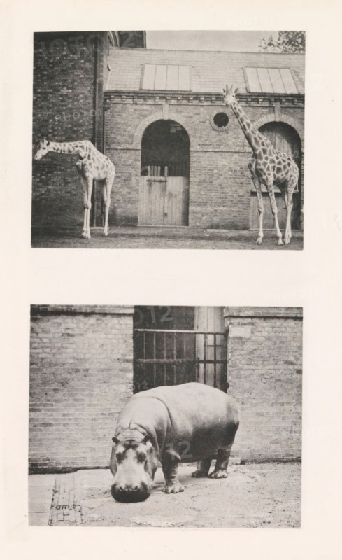 Giraffes, hippopotamus, page, photomechanical print, Above two giraffes, below a hippopotamus, all in a zoo., inscription: 'The Well-known 'Guy Fawkes' belonging to the Zoological Society.', photographer: J. Fortuné Nott, London, cliché maker: anonymous, printer (person): Lemercier, J. & A., Paris, c. 1876 - in or before 1886, printer (person), paper, collotype, photoprint, height 260 mm x width 175 mm, Print between pages 228 and 229., zoological garden, zoo, seen as place where non-domestic animals are kept, headed animals: giraffe, A vertically oriented image shows two separate black-and-white photographs stacked with a wide margin between them. The top photograph depicts a brick building facade with arched doorways and a wooden door set in the center arch; two giraffes stand in front of the building, one on the left with its neck lowered and head facing left, and one on the right standing taller with its neck upright and facing forward. The lower photograph shows a large hippopotam...