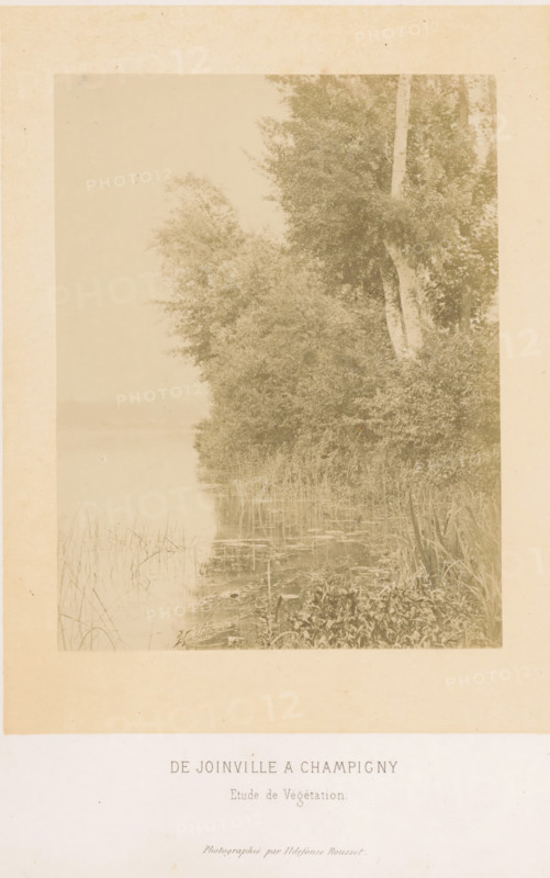 De Joinville a Champigny etude de végétation, Vegetation along the Marne near Champigny-sur-Marne, photograph, page, photographer: Ildefonse Rousset, Île-de-France, c. 1860 - in or before 1865, paper, albumen print, height 162 mm x width 125 mm, river, shrubs, Marne (river), An aged sepia photograph showing a calm lakeshore lined with tall grasses and dense foliage, with a cluster of trees including a prominent slender trunk with lighter bark standing near the water; the water surface reflects reeds and vegetation, with lily pads and aquatic plants near the edge, and the composition is bordered by a wide light-colored mat with a faintly visible area of empty space below.
