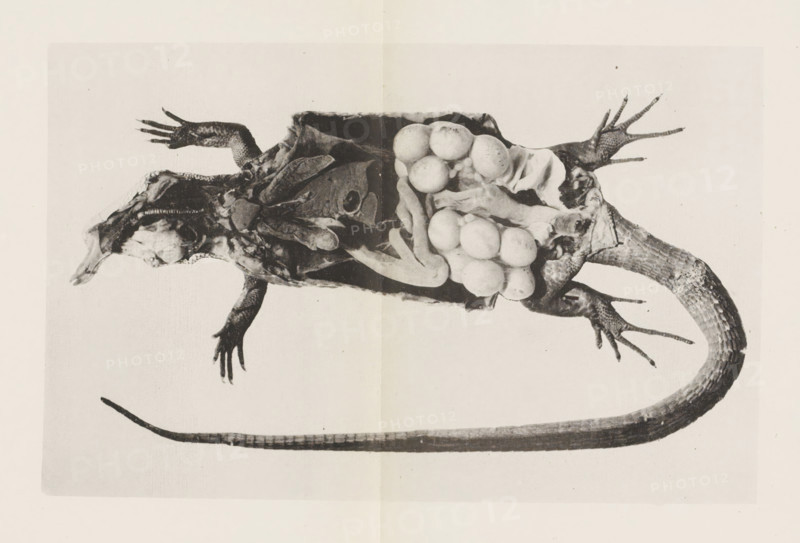 Anatomy. Organes internals du lézard vert, photographiés sous l'eau au moyen du physiographe, Cut open green lizard with the organs visible, page, photomechanical print, number: 'Pl. II.', photographer: Adolphe Louis Donnadieu, Paris, cliché maker: André Quinsac, c. 1874 - in or before 1884, Adolphe Louis Donnadieu, André Quinsac, photographer, cliché maker, paper, collotype, photoprint, height 111 mm x width 173 mm, lizards: lizard, physiology and anatomy, A grayscale photograph of a dissected lizard laid on its back with its body opened to reveal internal organs, including a cluster of round eggs visible in the abdominal cavity. The lizard's head and limbs are splayed outward, showing textured skin and claws on each foot, while the long scaly tail extends across the lower part of the image. The exposed inner tissues and organs display varied shapes and tones, and the entire specimen rests on a light, uniform background with a faint crease running vertically through the center.