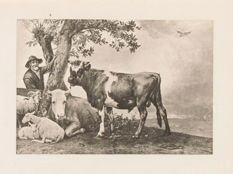 Photo reproduction of the painting The Bull, reproduction, page, photomechanical print, title: 'Paul Potter's Bull', photographer: Charles L. Mitchell, Mauritshuis, cliché maker: AW Elson & Company, Boston (Massachusetts), after painting by Paulus Potter, c. 1884 - in or before 1894, Charles L. Mitchell, AW Elson & Company, Paulus Potter, photographer, cliché maker, after painting by, The Hague, North America, Massachusetts, paper, photoaquatint, height 87 mm x width 126 mm, farmers, bull, A sepia-toned scene shows a man wearing a hat and jacket standing behind a tree and resting a hand on its trunk, several sheep gathered on the ground in front of him with one lying and others sitting or standing, a large cow standing prominently with distinct light and dark patches on its body and another cow lying partly behind it, leafy branches extending from the tree across the upper portion of the image, a bird in flight visible in the distant sky, and a textured ground with scattered plants and...