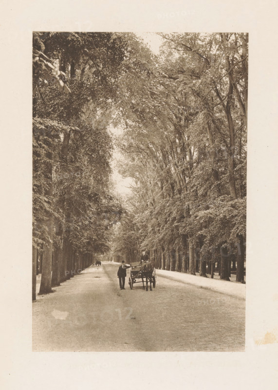 Carriage on the access road to Huis ten Bosch Palace in The Hague, page, photomechanical print, title: 'Main Drive in the Bosch, The Hague.', photographer: Charles L. Mitchell, Haagse Bos, cliché maker: AW Elson & Company, Boston (Massachusetts), c. 1884 - in or before 1894, The Hague, North America, Massachusetts, paper, photoaquatint, height 125 mm x width 85 mm, forest path or lane, A long tree-lined avenue with tall trees on both sides forming a canopy overhead and a wide dirt road beneath, a horse-drawn carriage positioned near the center with a person standing beside it and another seated on the carriage, distant figures and another carriage further down the road, the scene rendered in a sepia-toned photographic style with a blank border surrounding the image.
