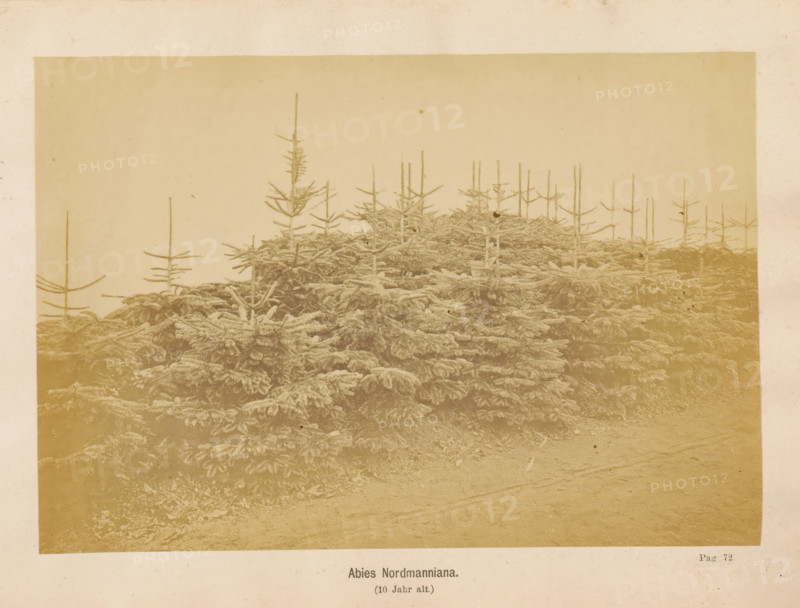 Abies Nordmanniana (10 Jahr alt), Nordmann spruce, photograph, page, c. 1867 - in or before 1877, photographer, paper, albumen print, height 119 mm x width 173 mm, trees: fir, A sepia-toned photograph showing a dense stand of conifer trees with short, layered branches in the lower portion and many tall, slender vertical trunks rising above with sparse horizontal branchlets, a flat ground surface visible in the foreground, and a plain sky occupying the upper area.