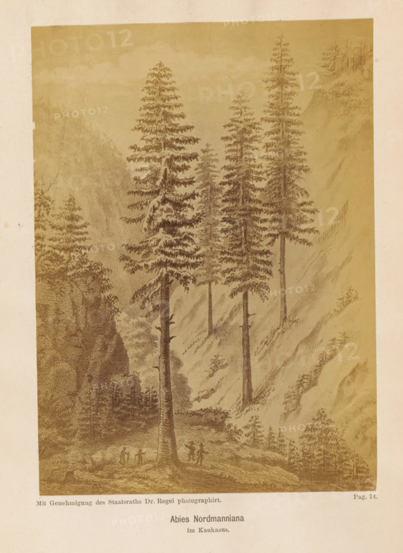 Photo reproduction of a drawing of Nordmann spruce in the Caucasus, Abies Nordmanniana im Kaukasus, photograph, reproduction, page, inscription: 'Mit Genehmigung des Staatsraths Dr. Regel photographirt.', after drawing by anonymous, c. 1867 - in or before 1877, photographer, paper, albumen print, height 162 mm x width 116 mm, trees: fir, A sepia-toned illustration shows a mountainous forest scene with several tall, slender evergreen trees rising from a valley floor; the trees have detailed branch and needle textures and some snow-like highlights on branches. Steep rocky slopes and ridges frame the background, with textured shading suggesting cliffs and distant trees on ledges. Near the base of the largest tree in the foreground, small human figures stand and appear to be interacting or walking, and smaller saplings and underbrush dot the ground around them. The image has a wide pale border around the illustration.
