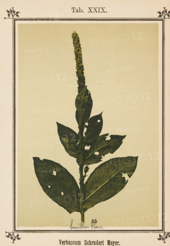 Verbascum Schraderi Meyer, Torts, page, photomechanical print, number: 'Tab. XXIX.', inscription: 'bruillon blanc', cliché maker: J. Kösel, c. 1884 - in or before 1894, photographer, paper, collotype, photoprint, height 136 mm x width 95 mm, plants and herbs, A tall botanical illustration of a single plant stem with a vertical elongated flower spike at the top and several large textured leaves along the stem, some leaves showing holes and irregular edges, all depicted in muted green and cream tones within a rectangular framed page with decorative corner motifs.