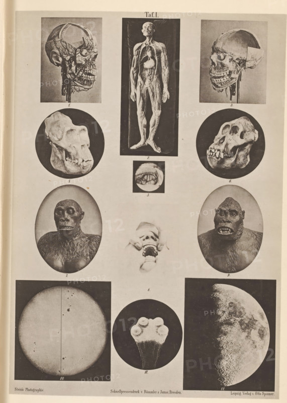 Overview of astronomical phenomena, anatomical models and skulls, page, photomechanical print, number: 'Taf. I.', cliché maker: Römmler & Jonas, Dresden, c. 1867 - in or before 1877, photographer, Saxony, paper, collotype, photoprint, height 179 mm x width 126 mm, (human) skull, anatomical models (usually series of five figures), astronomical phenomena, A vertical sheet containing a grid of photographic plates, each plate showing a different subject; near the top left and top right are side-profile images of a human skull with soft tissue and vessels partially exposed, and between them a full frontal view of a flayed human figure displayed upright, with visible musculature and internal organs; below the left skull is a circular image of a primate skull shown in three-quarter view, and below the right skull a matching circular image of another primate skull with prominent teeth; in the middle row a small circular close-up of a mouth appears between the skull images, and below those are ...