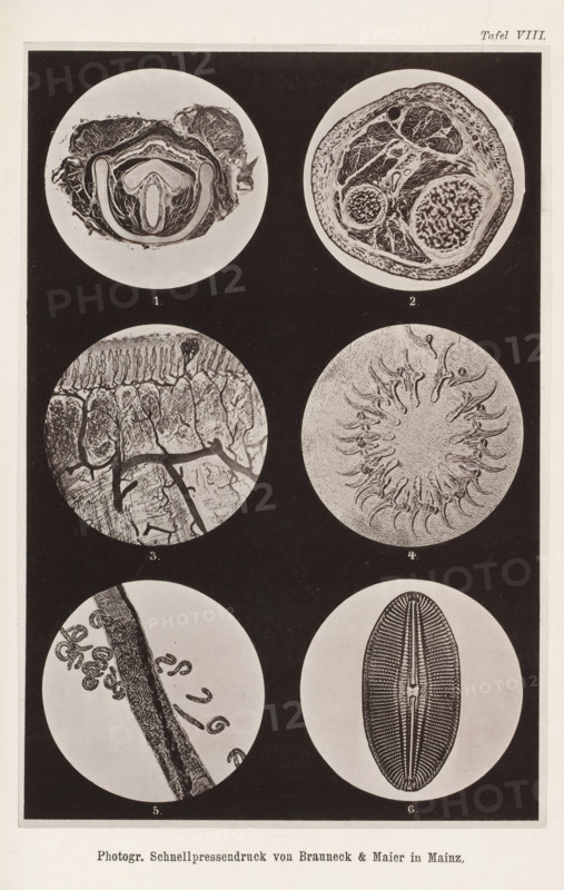 Six microscopic enlargements, page, photomechanical print, number: 'Tafel VIII.', cliché maker: Brauneck & Maier, Mainz, c. 1867 - in or before 1877, photographer, Rhineland-Palatinate, paper, collotype, photoprint, height 185 mm x width 125 mm, anatomy (non-medical), microscope, A vertical sheet with six circular black-and-white microscope-style images arranged in two columns and three rows on a dark rectangular background, each circle showing a different organic or cellular pattern; the top left circle contains a cross-sectional organ-like shape with layered concentric structures and curved cavities, the top right circle shows a rounded section with intricate branching and clustered granular textures, the middle left circle displays a textured surface with elongated vertical ridges and irregular cracked areas intersected by darker vein-like lines, the middle right circle features a radial arrangement of curved, hook-like elements around a central lighter area, the bottom left circle ...