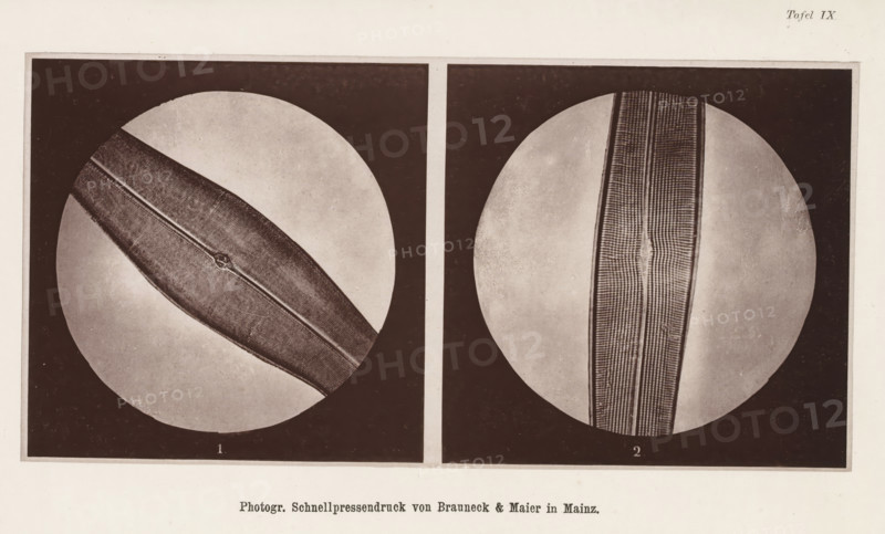 Two microscopic enlargements of (presumably) an animal hair, page, photomechanical print, number: 'Tafel IX.', cliché maker: Brauneck & Maier, Mainz, c. 1867 - in or before 1877, photographer, Rhineland-Palatinate, paper, collotype, photogravure, height 99 mm x width 200 mm, hair, A rectangular print divided into two dark-framed panels each containing a circular vignette, the left vignette showing a diagonal elongated narrow object with a textured surface and a thin central raised line, and the right vignette showing a vertical elongated strip with a patterned grid and parallel lines, both vignettes set against smooth pale circular backgrounds within the dark frames and a light margin surrounding the panels.