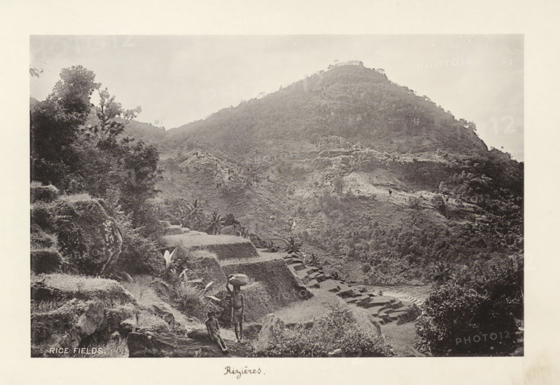 Rice fields, page, photomechanical print, inscription: 'Rizières', maker: Henry William Cave, Ceylon, c. 1900, South Asia, paper, collotype, photoprint, height 124 mm x width 188 mm, sawahs, rice paddies, A wide black-and-white photograph of a steep, terraced hillside with layered rice paddies carved into the slope, dense vegetation covering much of the hill, and a ridge rising to a rounded summit; in the foreground there are rocky outcrops, plants and trees, and two people near the lower terraces, one standing and carrying an object on their head and the other seated on a rock; scattered trees and palms dot the terraces and lower slopes, and the sky above is pale and largely unobstructed.