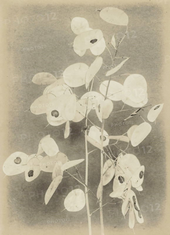 Tak Lunaria Annua (Judas medal) against smooth background, photograph, photographer: Richard Tepe, Netherlands, c. 1900 - c. 1940, paper, gelatin silver print, height 162 mm x width 119 mm, plants and herbs: honesty, A vertical arrangement of thin stems bearing numerous flat, round, pale seed pods with small dark circular centers, shown against a mottled neutral background, with fine twiggy branches and occasional elongated leaves interspersed among the round pods.
