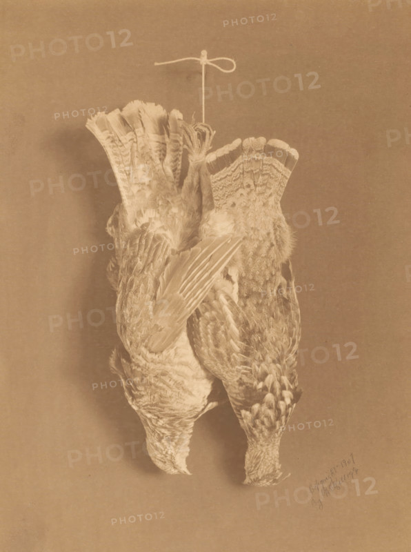 Still life with two collared fowl, hanging on a rope, photograph, copyright notice: 'copyright 1907, By AL Kellogg', photographer: A. Leonora Kellogg, United States of America, 1907, North America, paper, platinum process, height 241 mm x width 180 mm, still life of related objects, meat, still life of meat, A sepia-toned photograph showing two dead birds hanging upside down from a thin string tied in a loop, their feathers detailed with patterned markings and layered wing and tail plumage, one bird's head drooping downward while the other shows its back and wings, a soft shadow cast on the plain background and textured paper surface.