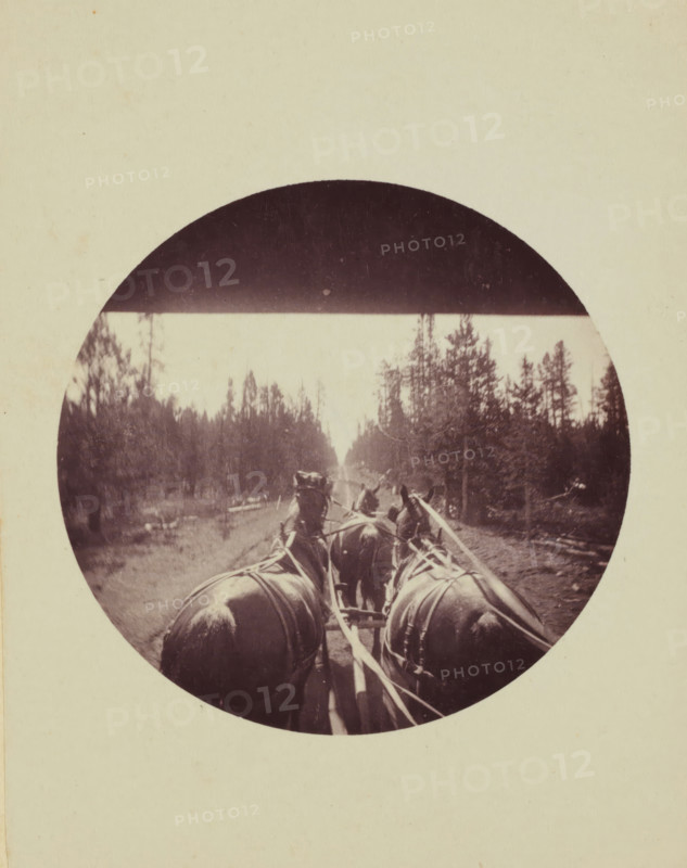 View from a carriage or omnibus on a team of horses, photograph, United States of America, 1889-08-25, photographer, North America, paper, pasteboard, daylight gelatin silver print, diameter 61 mm, height 103 mm x width 78 mm, height 134 mm x width 198 mm, horse, forest, wood, four-wheeled vehicle drawn by more than three animals, A circular sepia photograph shows a rear view of a team of horses harnessed to a wagon on a dirt road flanked by tall evergreen trees, with the horses' backs and harnesses prominent in the foreground and the road and tree line receding into the distance, all set against a pale background.