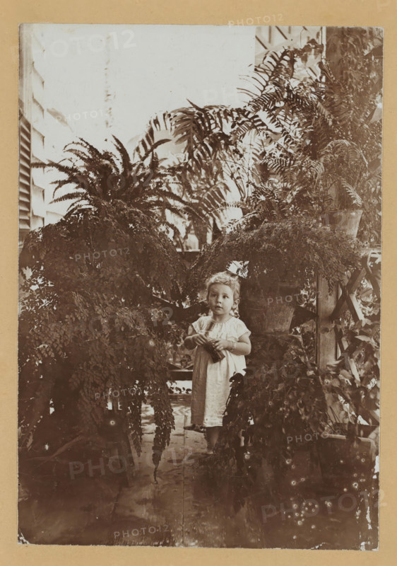Portrait of Rose Charlotte van Lelyveld between plants, photograph, photographer: attributed to Théodore van Lelyveld, Paramaribo (city), 1898 - 1900, Attributed to, paper, pasteboard, baryta paper, daylight collodion silver print, height 165 mm x width 116 mm, height 255 mm x width 203 mm, Person, Rose Charlotte van Lelyveld, historical persons - BB - woman, tot, toddler, the ages of man, A sepia photograph of a young child standing barefoot on a wooden floor among large potted ferns and trailing plants, the child wearing a light-colored dress with short sleeves and holding a small object in both hands, with short curly hair and a neutral expression, surrounded by dense foliage that arches overhead and around a trellis visible to the right, with window slats and bright light behind the plants and a narrow vertical strip of brighter sky at the top.