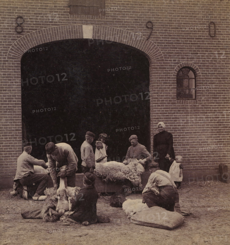 Sheep being sheared near Leersum, Sheep Shearing, Faces and landscapes in Europe, Africa and Asia, Geographical Sculpture Gallery, collected by MJ Broekhuijsen, Headmaster of a school in Amsterdam, stereograph, annotation: 'near Leersum.', Leersum, publisher: Merkelbach & Co., Amsterdam, compiler (person in literature): Martien Johan Broekhuijsen, c. 1905, photographer, compiler (person in literature), pasteboard, paper, albumen print, height 87 mm x width 177 mm, Part of a group of 52 stereophotos used in primary education as a supplement to school charts. The entire series consisted of 274 items in 10 categories (A to K)., shearing (sheep), A group of people stand and kneel in front of a large arched dark opening in a brick wall, handling woolly sheep that lie on the ground and on a low platform; some men are bent over holding or shearing the animals while another person stands upright near a small arched window set into the brick, and a small child in a light dress stands close by; ...