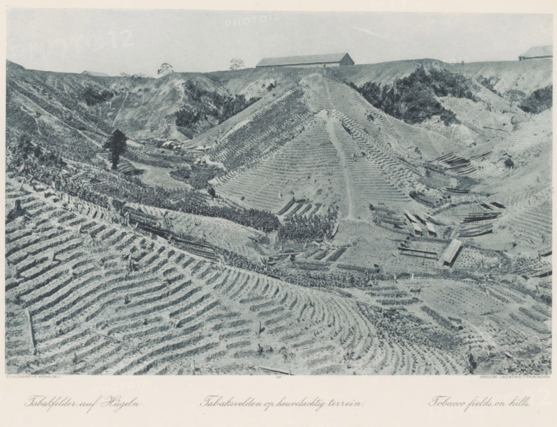 Tobacco fields on hilly terrain, Tobacco fields on the hills of Sumatra, photomechanical print, Part of Album with heliogravures of Sumatra's east coast., number: '22', photographer: Carl J. Kleingrothe, Sumatra, cliché maker: Johann Baptist Obernetter, Munich, in or before 1898, Carl J. Kleingrothe, Johann Baptist Obernetter, photographer, cliché maker, Bavaria, paper, photoaquatint, heliogravure, height 191 mm x width 290 mm, tobacco, plantation, (high) hill, field filled with a crop, A monochrome aerial view of terraced hills covered in cultivated rows with ridged patterns, showing slopes, ridges, and valleys; scattered trees and clusters of vegetation appear among the terraces; several long narrow wooden structures lie along the slopes and valley areas; a few small buildings or sheds are visible near the hilltops and within the valley; winding tracks and footpaths run up and down the hillsides; the sky above the horizon is pale and empty.
