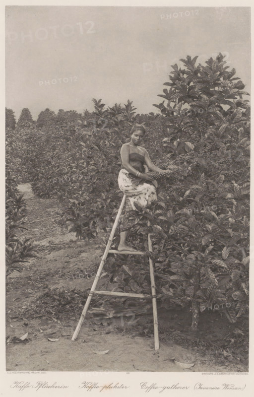 Indonesian coffee picker on a ladder on a plantation in Sumatra (former title), Coffee picker on a ladder on a plantation in Sumatra, Coffee picker, photomechanical print, Part of Album with heliogravures of Sumatra's east coast., number: '35', photographer: Carl J. Kleingrothe, Sumatra, clichémaker: Johann Baptist Obernetter, Munich, in or before 1898, Carl J. Kleingrothe, Johann Baptist Obernetter, photographer, clichémaker, Bavaria, paper, photoaquatint, heliogravure, height 276 mm x width 182 mm, adult woman, working class, laborers - AA - women, A woman sits on a wooden ladder placed among dense leafy bushes, wearing a strapless top and a patterned skirt, with one foot on a ladder rung and her hands holding a branch laden with small round fruits; the scene shows rows of similar bushes extending into the background under a plain sky, and the ground around the ladder appears bare with scattered leaves.