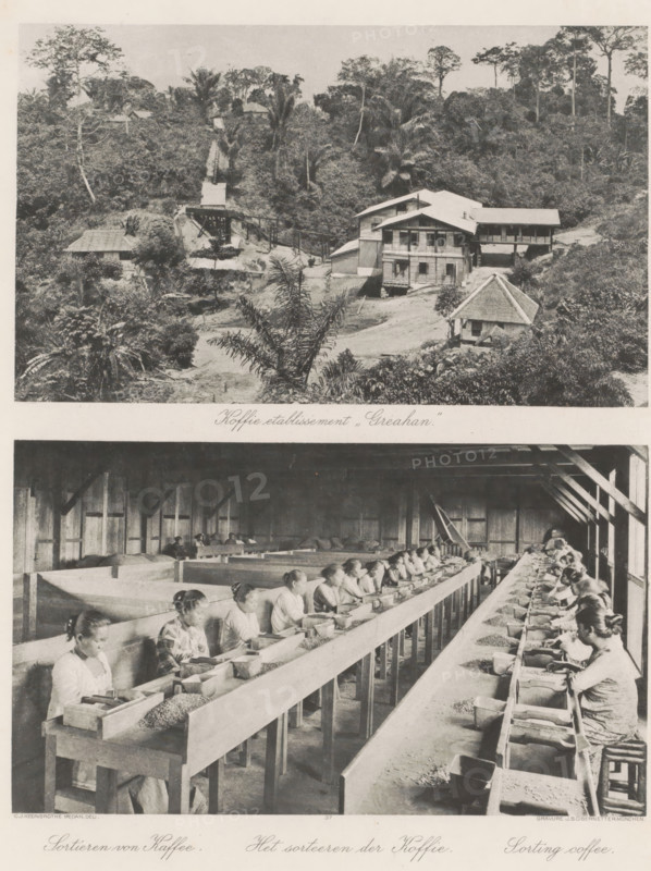 Coffee establishment 'Greahan' (above), The sorting of coffee (below), Coffee establishment 'Greahan' (above) and coffee sorters in a barn (below) on Sumatra, photomechanical print, Part of Album with heliogravures of Sumatra's east coast., number: '37', photographer: Carl J. Kleingrothe, Sumatra, clichémaker: Johann Baptist Obernetter, Munich, in or before 1898, Carl J. Kleingrothe, Johann Baptist Obernetter, photographer, clichémaker, Bavaria, paper, photoaquatint, heliogravure, height 130 mm x width 218 mm, height 128 mm x width 218 mm, coffee, plantation, working class, laborers - AA - women, A black and white composite image showing an elevated view of a wooded hillside with several wooden buildings and a raised conveyor structure in the upper portion, and a large indoor scene below where rows of long wooden workbenches run the length of the room with many women seated on stools along both sides, each woman handling and sorting small items into shallow trays and bowls, the interio...
