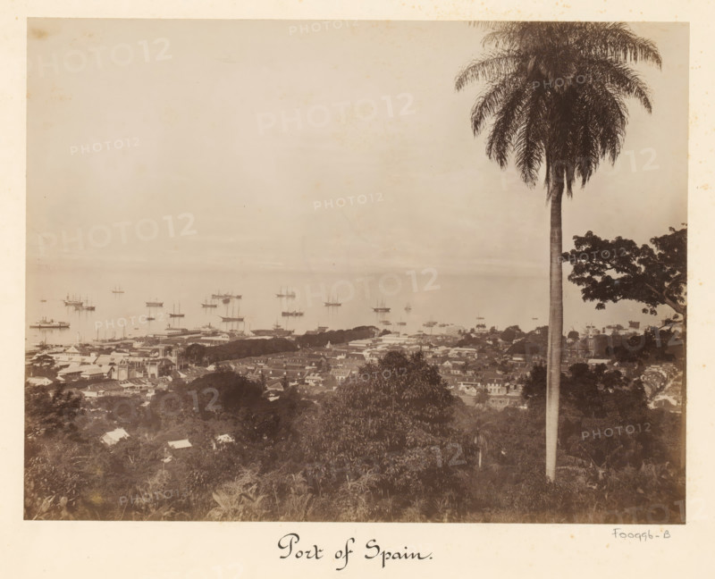 View of the harbor of Port of Spain, album page, photograph, This photo is part of an album., inscription: 'Port of Spain', Trinidad (Trinidad and Tobago), 1880 - 1900, photographer, paper, albumen print, height 347 mm x width 297 mm, city-view in general, 'veduta', harbor (view, vehicle, ship, etc.), A sepia-toned elevated view showing a coastal town with densely packed rooftops and streets in the foreground, a tall slender palm tree rising on the right side with its fronds spreading at the top, another tree with a broad canopy partially visible near the right edge, multiple sailing ships anchored on calm water in the middle distance, and a wide pale sky occupying the upper portion of the image.