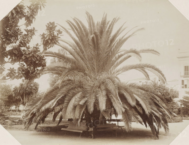 Man sitting on a bench under a palm tree on Madeira, Madeira, photograph, Part of Album with 191 photos of a trip to and through South Africa., c. 1885 - c. 1910, photographer, paper, albumen print, height 174 mm x width 234 mm, trees: palm-tree, A large palm with long arching fronds fills the center of the scene, its dense crown of featherlike leaves extending outward and downward to form a shaded canopy over a wooden bench beneath it; a person in dark clothing sits on the bench partially obscured by the hanging fronds; to the left, another tree with broad clustered leaves occupies the upper corner, and additional smaller plants and trees appear behind and around the palm; a light-colored building facade with windows is visible in the right background, and the ground in front of the bench is bare and smooth.