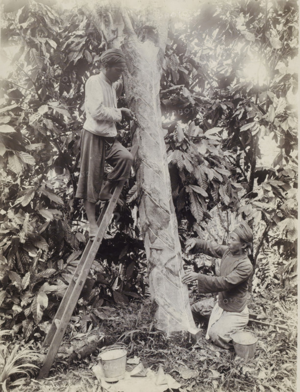 Rubber tappers carve tree in Dutch East Indies, photograph, Part of Travel Album with Forty Photos of the Dutch East Indies., photographer: Onnes Kurkdjian, Dutch East Indies, The, 1912, paper, daylight gelatin silver print, height 235 mm x width 177 mm, harvest, (non-fruit) products of plants or trees: rubber, economic history, rubber culture, A grayscale photograph showing two men working on a tall tree trunk in a dense leafy environment; one man stands on a ladder leaning against the trunk, wearing a long-sleeved shirt, loose trousers, and a headwrap, with one hand on the trunk and the other holding a tool against the bark, while the other man kneels at the base of the tree, also wearing a headwrap and long clothing, reaching toward the trunk with his hands; the tree trunk shows spiral strips or peeled sections along its length, and foliage with large leaves surrounds them, with buckets and small containers placed on the ground nearby among grasses and scattered leaves.