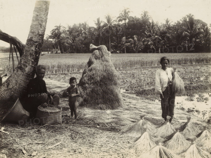 Man and woman with child at the grain harvest, Indies man and woman with child at the grain harvest (former title), photograph, Part of Travel Album with forty photographs of the Dutch East Indies., photographer: Onnes Kurkdjian, Dutch East Indies, The, 1912, paper, daylight gelatin silver print, height 178 mm x width 237 mm, harvest, field filled with a crop, economic history, A rural scene shows a field bordered by a row of tall palm trees and dense foliage in the background, with a large conical stack of harvested stalks standing near the center; to the left a leaning palm trunk and a seated person beside woven baskets are visible, and a small child stands nearby; to the right a standing woman holds a tied bundle of stalks and several smaller tied bundles are arranged on the ground in the foreground.