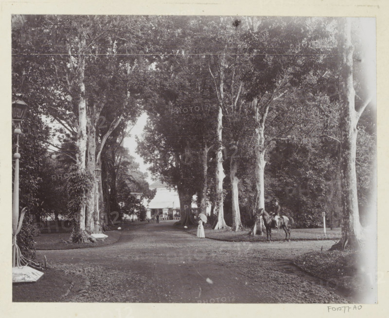 Botanical Garden, Buitenzorg., Woman and rider in the National Botanical Garden in Buitenzorg, album page, photograph, Part of Album with photos of Batavia and of the Ursuline sisters., National Botanical Garden, c. 1890 - c. 1910, photographer, Java, Buitenzorg (West-Java), West-Java, paper, pasteboard, daylight collodion silver print, height 186 mm x width 239 mm, riding a horse, ass, or mule, rider, horseman, botanic garden, 'hortus botanicus', A wide, tree-lined avenue with tall, light-barked trees on both sides forming a canopy over a dirt road, a woman in a long light dress and wide hat standing near the trees, a mounted rider on a dark horse nearby, ornamental lamp posts and trimmed vegetation along the roadside, a distant building with a pitched roof partially visible between the trees, and a person walking further down the avenue.