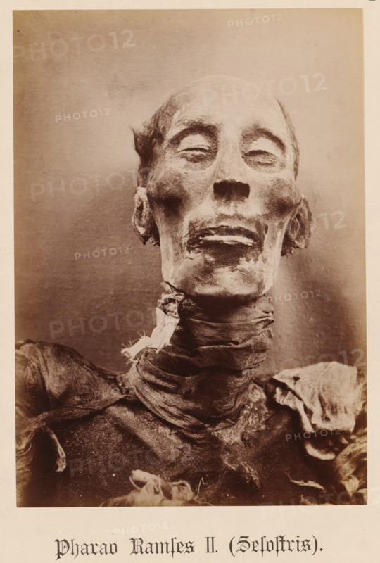 Pharaoh Ramses II (Sesostris), Head of the mummy of Pharaoh Ramses II, photograph, page, inscription: 'Verlag von S. Mayer in Esslingen', publisher: Samuel M. Mayer, c. 1881 - c. 1886, photographer, paper, albumen print, height 212 mm x width 150 mm, Person, Ramses II (Pharaoh of Egypt), king, mummy, North Africa, Egypt, A sepia-toned close-up photograph of a mummified human head and upper torso centered against a plain backdrop, showing a shrunken face with closed eyes, hollowed cheeks, a prominent nasal cavity, and tightly drawn skin; remnants of hair at the temples; a wrapped cloth encircling the neck; and tattered, aged textile fragments covering the shoulders and chest.