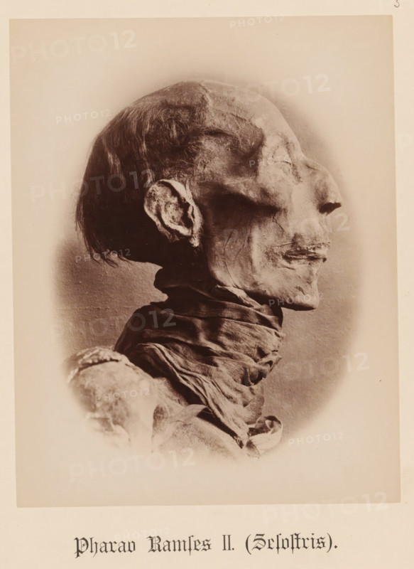 Pharaoh Ramses II (Sesostris), Head of the mummy of Pharaoh Ramses II, seen from the side, photograph, page, inscription: 'Verlag von S. Mayer in Esslingen', publisher: Samuel M. Mayer, c. 1881 - c. 1886, photographer, paper, albumen print, height 212 mm x width 167 mm, Person, Ramses II (Pharaoh of Egypt), king, mummy, North Africa, Egypt, A sepia-toned photograph of a human mummy shown in profile facing to the right, with a shrunken, desiccated face, closed eyes, preserved hair on the upper head and behind the ear, a wrinkled ear, and a pronounced nasal profile; the neck is wrapped in layered, aged linens and the shoulders and upper chest area show textured, weathered wrappings and exposed, dried skin.