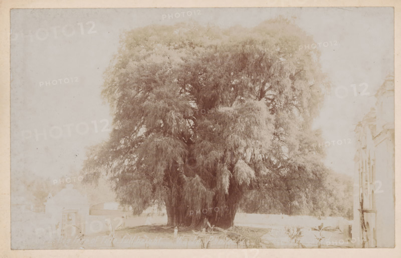 View of the Árbol del Tule in Santa María del Tule, Big Tree of Tule, full height, photograph, copyright notice: 'Es propiedad, Copyrighted.', photographer: Charles Betts Waite, Santa María del Tule, 1897 - 1923, North America, paper, pasteboard, baryta paper, daylight gelatin silver print, height 127 mm x width 203 mm, height 157 mm x width 231 mm, trees, Árbol del Tule, A large, dense tree with drooping, fringed foliage fills the center of the image, its thick trunk and multiple lower branches visible at the base. The tree canopy spreads widely and has a textured, feathery appearance. To the right edge, part of a multi-story building with decorative architectural details is visible. Towards the lower left and behind the tree, low structures with sloped roofs can be seen, and a modest fence or wall runs along the foreground. The overall photograph has a faded, sepia-toned look and a light border around the edges.