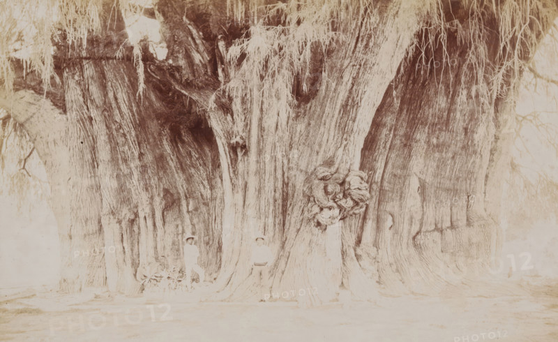 Two Mexican men at the Árbol del Tule in Santa María del Tule, Mexico, big tree of Tule, photograph, number: '640.', photographer: Charles Betts Waite, Santa María del Tule, 1897 - 1923, North America, paper, pasteboard, baryta paper, daylight gelatin silver print, height 127 mm x width 203 mm, height 157 mm x width 231 mm, adult man, trees, Árbol del Tule, A large, textured tree trunk fills the frame with deep vertical grooves and a prominent knotted burl on one side, long dangling strands of foliage hanging from upper branches, lighter and darker wood grain variations across the surface, a broad base with flared roots meeting the ground, and two faintly visible figures standing near the base partially obscured by shadow and trunk.