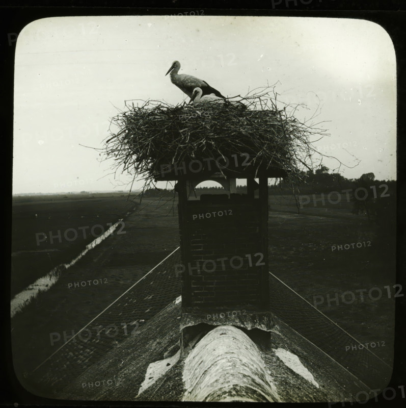 Storks on nest on top of chimney, stereoscopic photograph, number: '24', 1880 - 1920, photographer, inorganic material, glass, paper, slide, height 84 mm x width 170 mm, shore-birds and wading-birds: stork, A large nest of tangled sticks sits atop a brick chimney structure, with two storks perched within the nest; one stork stands upright while the other is lower and appears to be resting. The chimney tops a sloped roof covered in textured shingles and a rounded ridge with patches of lighter material. The background shows a flat landscape with a narrow water channel running alongside fields and a tree line at the horizon beneath a pale sky.
