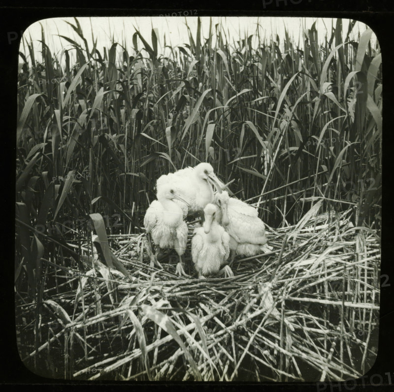 Four young spoonbills on a nest, stereoscopic photograph, number: '2', 1856 - 1890, photographer, inorganic material, glass, paper, slide, height 84 mm x width 170 mm, shore-birds and wading-birds: spoonbill (young animal), A black and white photograph showing tall, dense reeds filling the background and surrounding a nest made of interwoven sticks and dried plant stems, with a cluster of fluffy, light-colored young birds huddled together in the center of the nest.