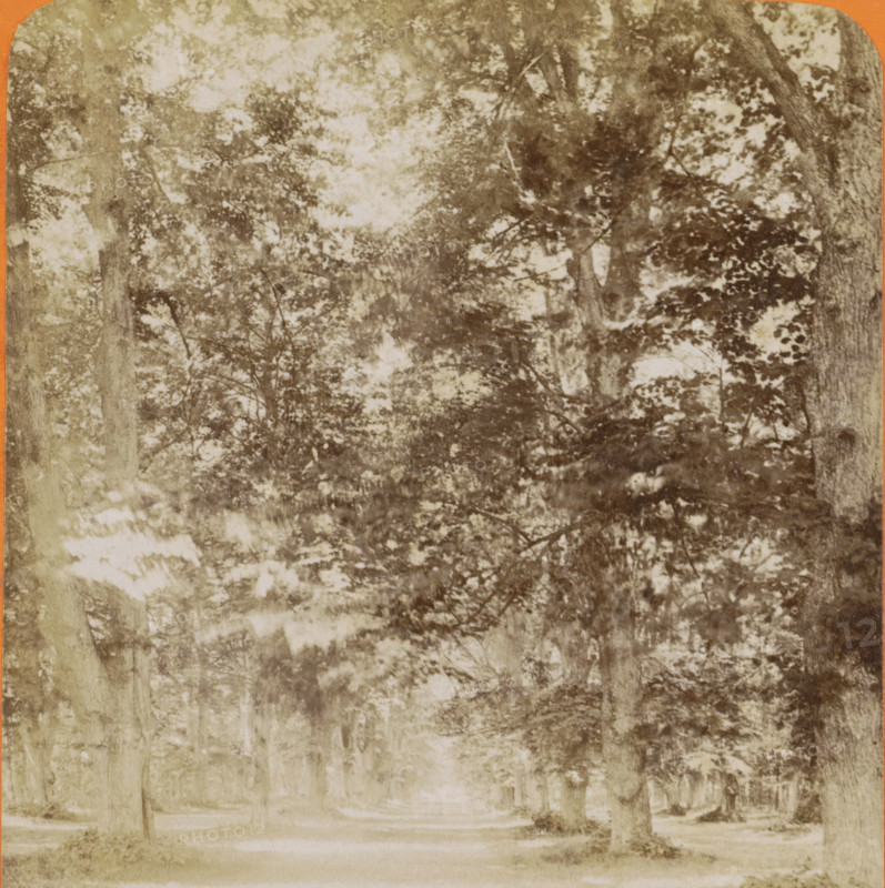 Haarlem, vue dans le bois, Forest landscape near Haarlem, stereograph, number: '21', inscription: 'RBK', publisher: Léon & Lévy, Paris, publisher: J. Lévy & Cie, 1873 - 1890, photographer, pasteboard, paper, albumen print, albumendruk, height 87 mm x width 178 mm, forest, wood, A faded sepia-toned photograph showing a tree-lined path with tall trunks and a dense canopy of leaves overhead, light filtering through the foliage creating mottled highlights and shadows across the scene, trunks of varying thicknesses visible at the sides and receding into the distance, leafy branches forming textured patterns, and a soft, slightly blurred ground area beneath the trees.
