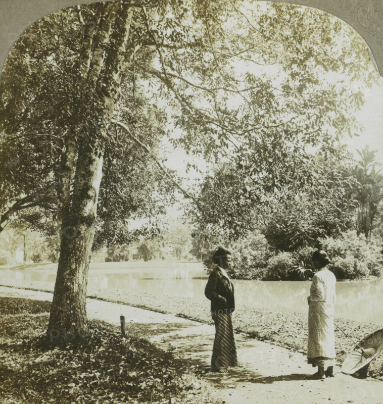 A vista in the Botanical Gardens. Buitenzorg, Java, Man and woman in the botanical garden of Bogor, Kebun Raya Bogor, stereograph, number: '5', number: '16.', copyright notice: 'Copyright 1902 by CH Graves.', photographer: Carleton Harlow Graves, publisher: Universal Photo Art Company, Philadelphia (possibly), 1902, North America, West Java, Bogor, paper, pasteboard, baryta paper, gelatin silver print, developing gelatin silver print, height 89 mm x width 179 mm, botanic garden, 'hortus botanicus', A shaded park scene with large trees and dense foliage occupying the upper portion, a tree trunk in the foreground at left, a paved path curving beside a calm body of water, fallen leaves scattered on the ground, and two women standing on the path facing each other; one woman wears a dark jacket and a long patterned skirt, the other wears a light dress and holds a folded parasol resting on the ground.