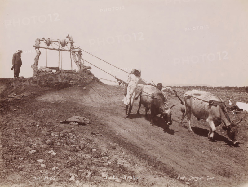 Arab cow, Cows drawing water from a well, photograph, number: 'No 152', photographer: J. André Garrigues, Middle East, 1860 - 1900, paper, albumen print, height 198 mm x width 259 mm, cow, well, A wide outdoor scene shows a dirt slope with sparse grass and scattered rocks, two cattle harnessed and grazing while attached to ropes leading toward a rough wooden framework on a small rise, a person standing beside the cattle wearing a light dress and head covering with one hand resting on a cow, another person crouched near the cattle, and a figure in heavier clothing and a head covering standing on the rise near the wooden structure.