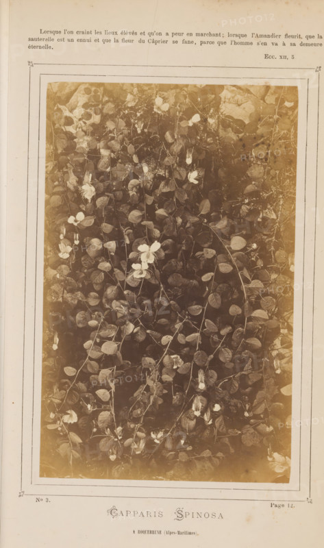 Caper plant, Capparis Spinosa. A Rocquebrune (Alpes Maritimes) S'en va à sa demeure, éternelle., ECC. XII, 5.', number: 'No. 3.', photographer: attributed to Jean Walburg de Bray, Alpes-Maritimes, c. 1866 - in or before 1871, Provence-Alpes-Côte d'Azur, Attributed to, paper, albumen print, height 157 mm x width 99 mm, Photo on third unnumbered page after page 12., shrubs, A faded sepia photograph of dense foliage with many small rounded leaves and scattered flowers, mounted on a bordered page with a narrow decorative frame, showing discoloration and stains around the edges of the page and photograph, with the plant image occupying the central panel and margins of blank paper surrounding it.