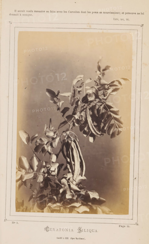 Ceratonia Siliqua. Cueilli à Eze, Alpes Maritimes, Carob Tree, photograph, page, inscription: 'Page 14.', number: 'No 5.', inscription: 'Il aurait voulu rassasier sa faim avec les Caroues dont les porcs se nourrissaient, et personne ne lui, donnait à manger., LUC, XV, 16.', photographer: attributed to Jean Walburg de Bray, c. 1866 - in or before 1871, Attributed to, paper, albumen print, height 157 mm x width 98 mm, Photo on third unnumbered page after page 14., shrubs, A sepia-toned photographic print showing a vertical botanical study of a branch with compound leaves and elongated, curved seed pods suspended among the foliage, placed within a thin decorative rectangular frame on aged paper with visible margins and slight staining.
