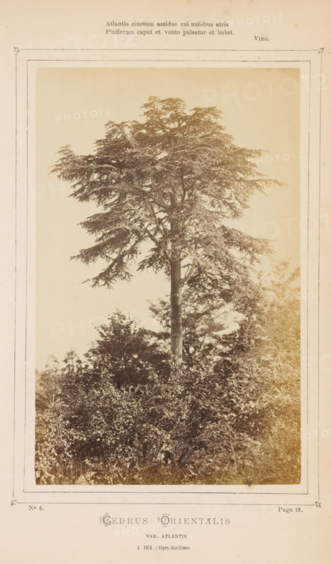 Cedrus orientalis. Var. Atlantis. À Nice, Alpes Maritimes, Lebanon cedar, photograph, page, number: 'No 6.', inscription: 'Atlantis cinctum assidue cui nubibus atris, Piniferum caput et vento pulsatur et imbri., VIRG.', inscription: 'Page 18.', photographer: attributed to Jean Walburg de Bray, Nice, c. 1866 - in or before 1871, Provence-Alpes-Côte d'Azur, Attributed to, paper, albumen print, height 157 mm x width 100 mm, trees: cedar, A sepia-toned photograph mounted on a pale bordered page shows a tall tree with a straight trunk and a broad, layered canopy of horizontal branches and dense foliage, rising above a mass of lower shrubs and leafy vegetation; the image has a faded, antique appearance with slightly darker edges and a lighter sky behind the tree, and the page surrounding the photograph features printed decorative borders and small ornate corner marks.