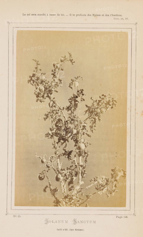 Solanum Sanctum from Èze, Solanum Sanctum. Cueilli à Eze (Alpes-Maritimes), photograph, page, inscription: 'Le sol sera maudit à cause de toi. ... Il te produira des Epines et des Chardons., GEN. III, 18.', inscription: 'Page 148.', inscription: 'No 23.', photographer: attributed to Jean Walburg de Bray, Èze, c. 1866 - in or before 1871, Provence-Alpes-Côte d'Azur, Attributed to, paper, albumen print, height 157 mm x width 100 mm, plants (in general), A sepia-toned botanical photograph mounted on aged paper showing a tall, branched plant with spiny stems, curled and jagged leaves, and multiple round fruit, some whole and some split open to reveal segmented interiors, framed by a double-lined decorative border and surrounded by margins of discolored paper.