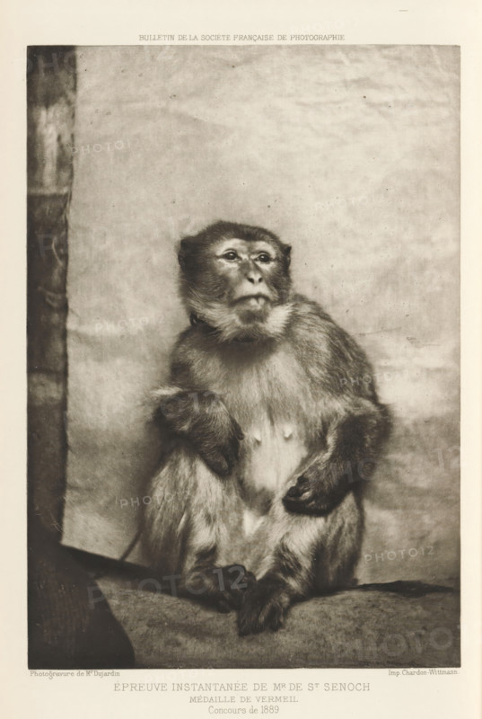 Sitting monkey, page, photomechanical print, inscription: 'Médaille de vermeil, Concours de 1889', photographer: Edgar Haincque de Saint Senoch, cliché maker: Paul Dujardin, printer (person): Chardon-Wittmann, Paris, c. 1884 - in or before 1889, printer (person), paper, photoaquatint, height 200 mm x width 135 mm, Print on unnumbered page., monkeys, apes, A sepia-toned photograph of a seated monkey facing slightly to the left, with visible fur texture and a lighter fur patch on its chest, its left arm resting near its torso and its right arm bent with the hand near its waist, a neutral facial expression with eyes looking upward and a short snout, a plain backdrop behind the animal with a darker vertical strip at the left edge, and a narrow border around the image.